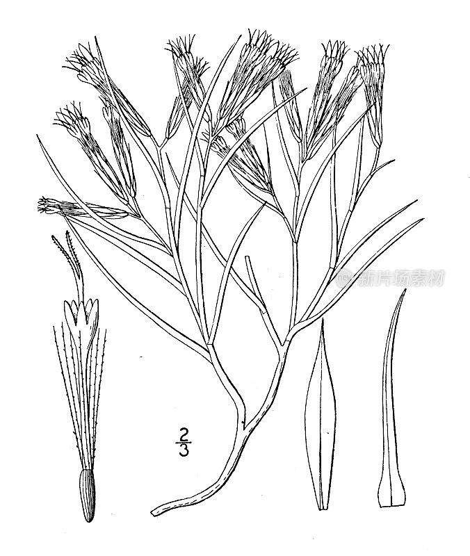 古董植物学植物插图:Chrysothamnus Howardi，霍华德的没有光线的黄花